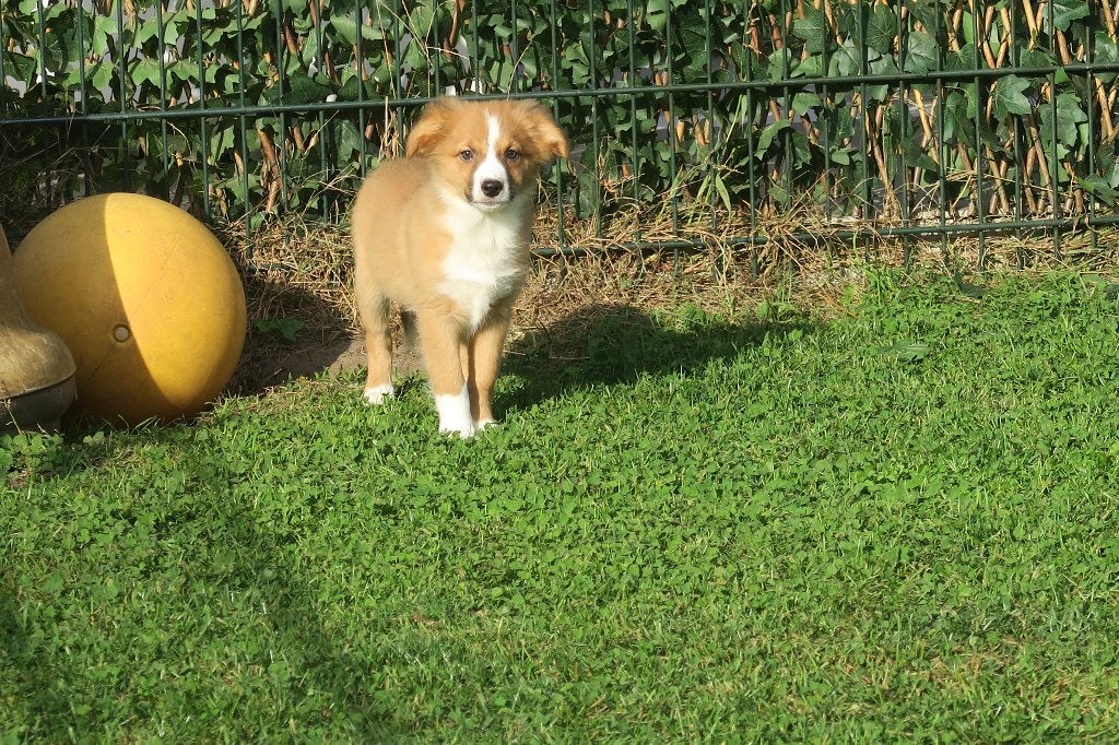 Duck Toller Retriever x Australian Shepherd pups, Nederland, Overige rassen, CDV (hondenziekte), 8 tot 15 weken