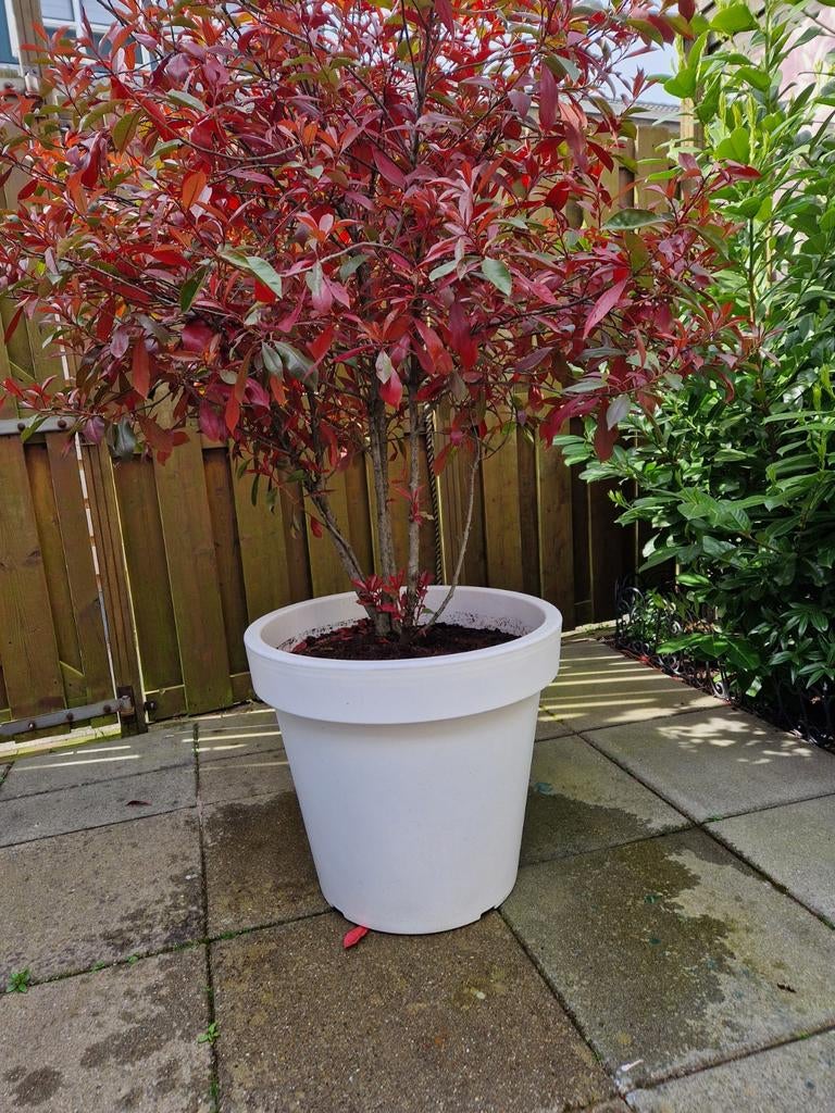 Boompje photinia grote pot, Overige soorten, Minder dan 100 cm, Ophalen, Volle zon