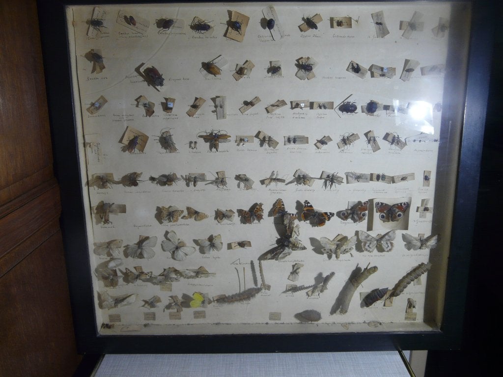 insecten/vlinders taxidermie te koop, Ophalen of Verzenden, Gebruikt, Insect, Opgezet dier