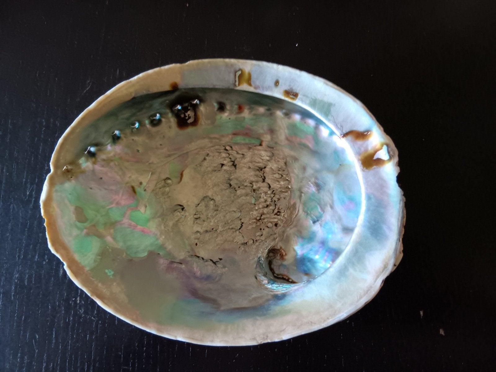 Grote Abalone Oorschelp - 18x15cm, Verzamelen, Ophalen of Verzenden, Nieuw