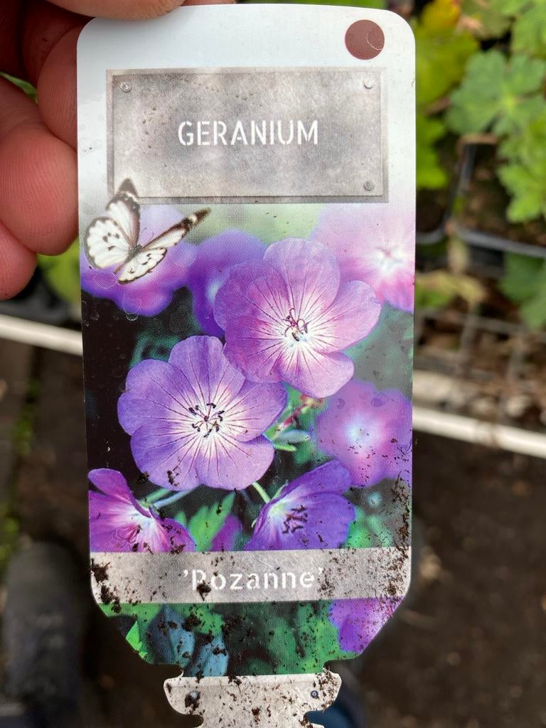 Geranium 'Rozanne' - Vaste plant met paarse bloemen, Tuin en Terras, Planten | Tuinplanten, Volle zon, Vaste plant, Zomer, Ophalen