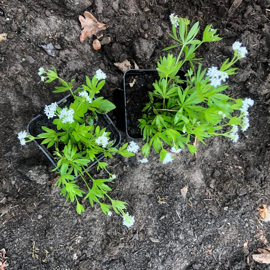 Lievevrouwebedstro per potje (bio), Tuin en Terras, Planten | Tuinplanten, Ophalen, Bodembedekkers, Halfschaduw