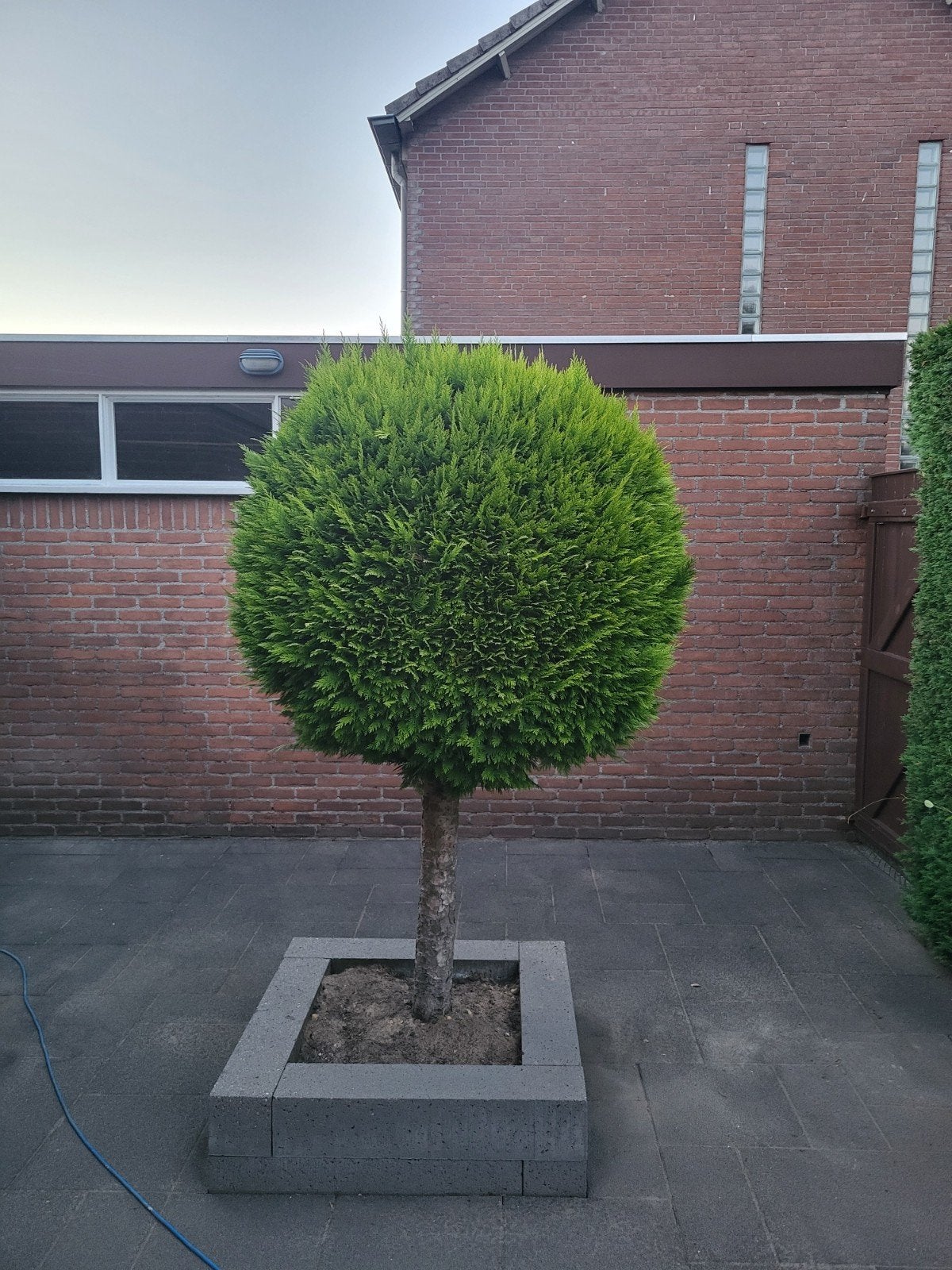 Conifeer op stam - Prachtige vorm voor elke tuin, Bloeit niet, 100 tot 250 cm, Ophalen, Volle zon