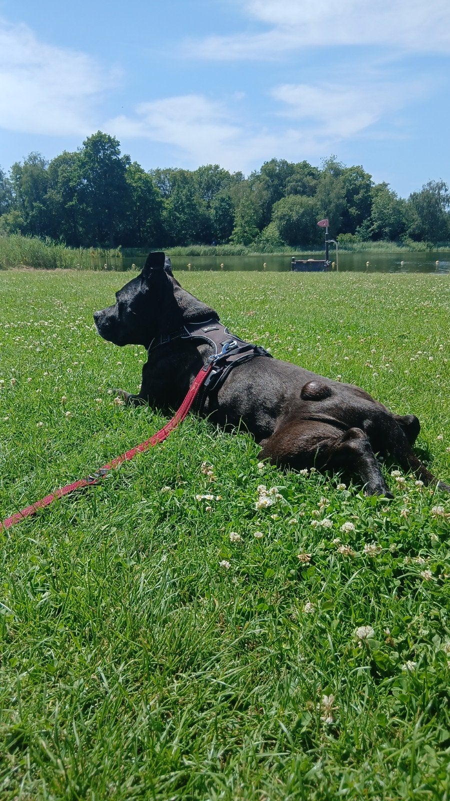 Huis gezocht, Dieren en Toebehoren, 6 jaar of ouder, Eén hond, Nederland, Particulier