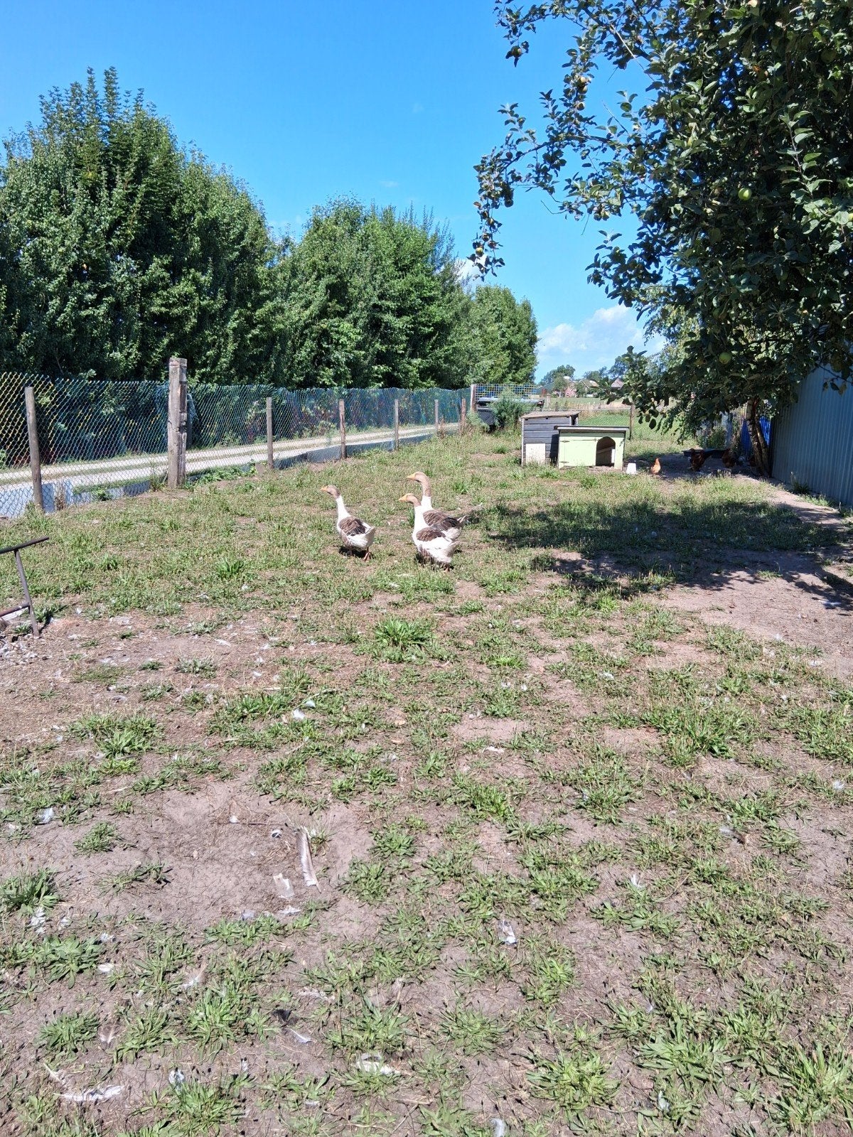 trio ganzen, Dieren en Toebehoren, Pluimvee, Meerdere dieren, Gans of Zwaan