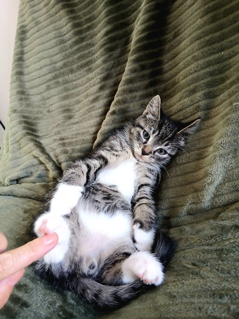 Main coon mix katertje 11 weken, Dieren en Toebehoren, Katten en Kittens | Raskatten | Langhaar, Kater, Ontwormd, 0 tot 2 jaar