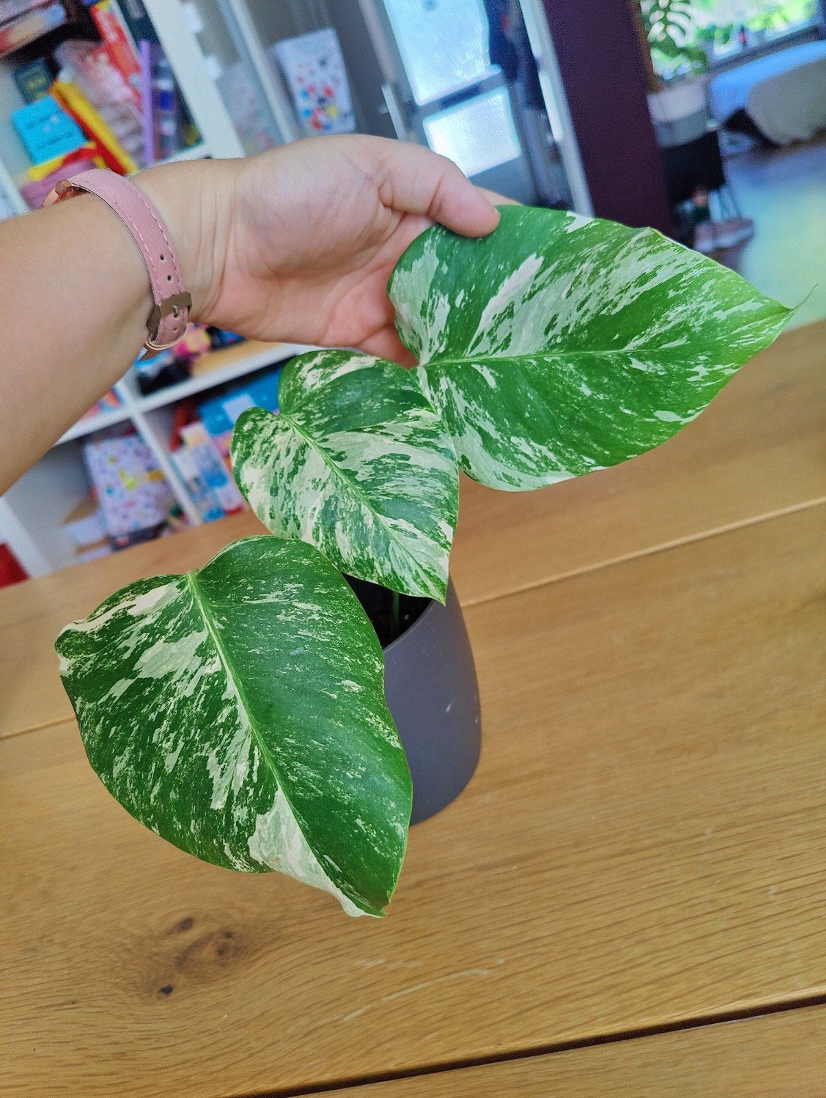 Monstera variegata, Huis en Inrichting, Kamerplanten, Ophalen, Halfschaduw, Minder dan 100 cm