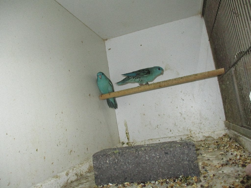 Catharina Parkieten, Meerdere dieren, Parkiet, Geringd