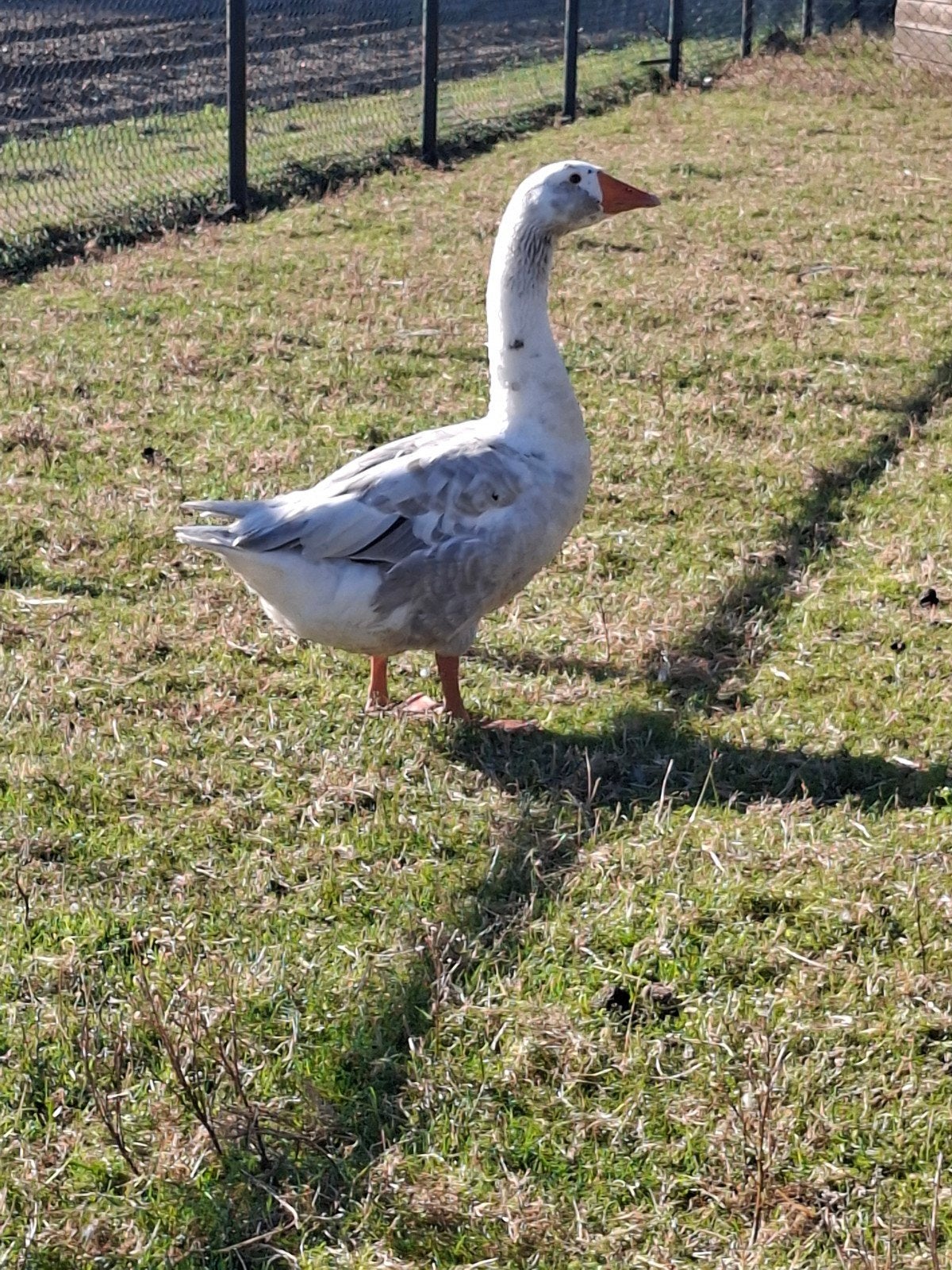 Boerengans, Dieren en Toebehoren, Pluimvee, Kip