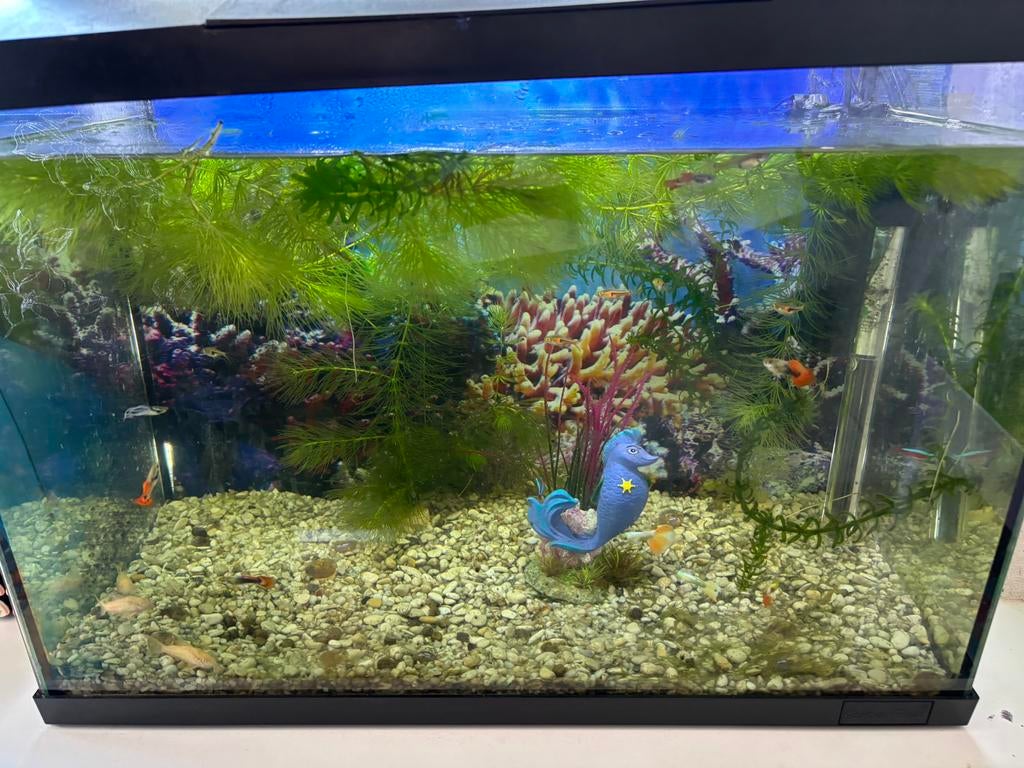 Aquarium met inhoud, Ophalen, Zo goed als nieuw, Gevuld zoetwateraquarium