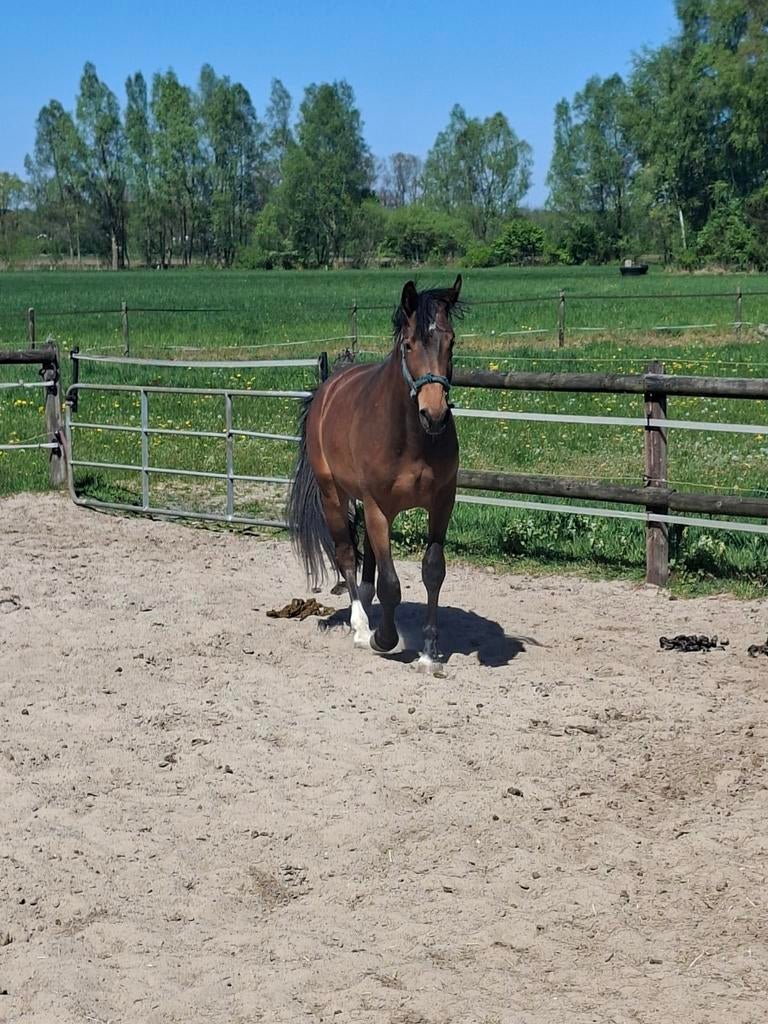 Te koop aangeboden: super mooie 2 jarige merrie, Merrie, Springpaard, Met stamboom, 0 tot 2 jaar