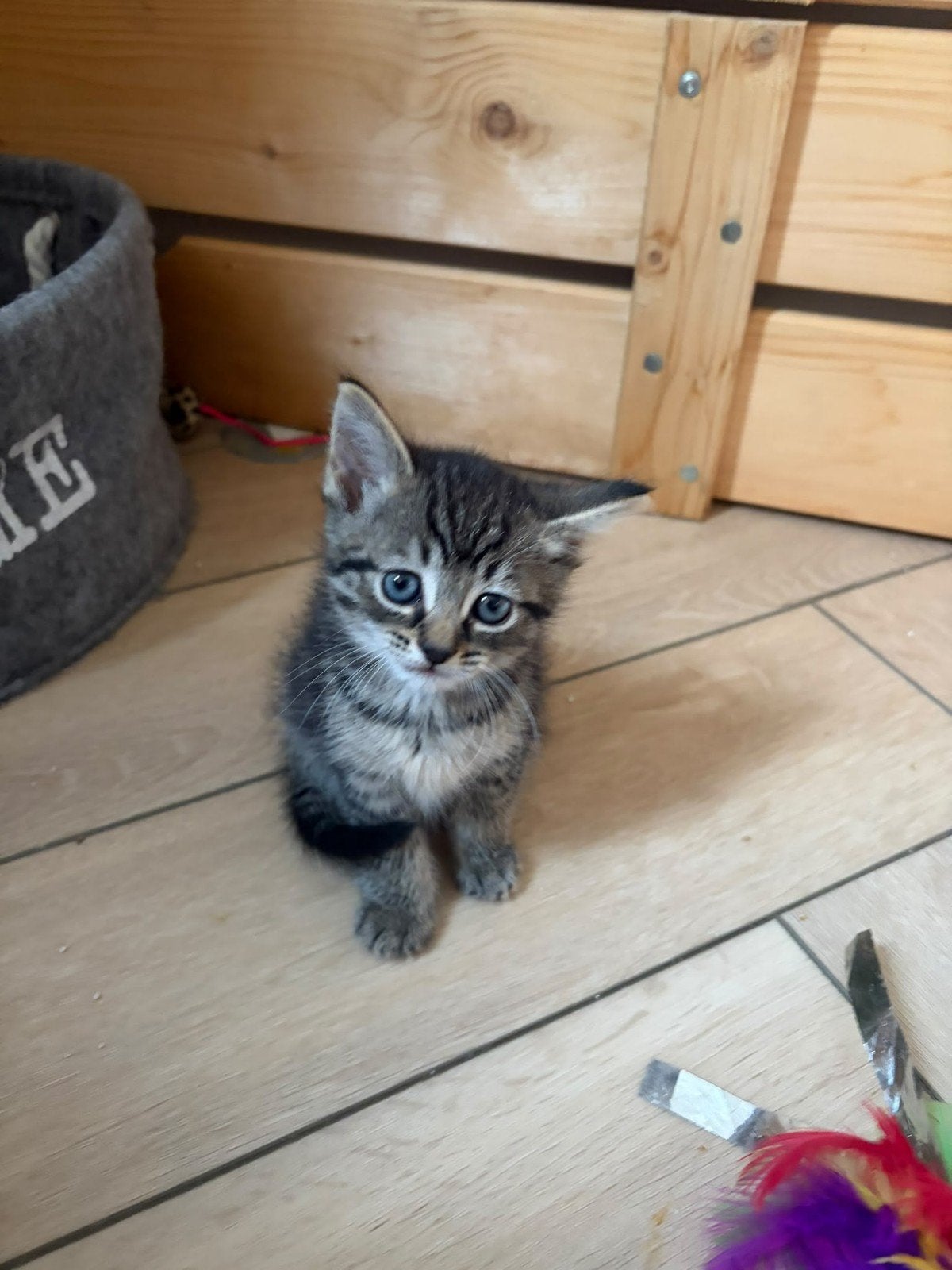 Prachtige Kitten Te Koop (Tijgerstrepen), Meerdere dieren, Kortharig, 0 tot 2 jaar