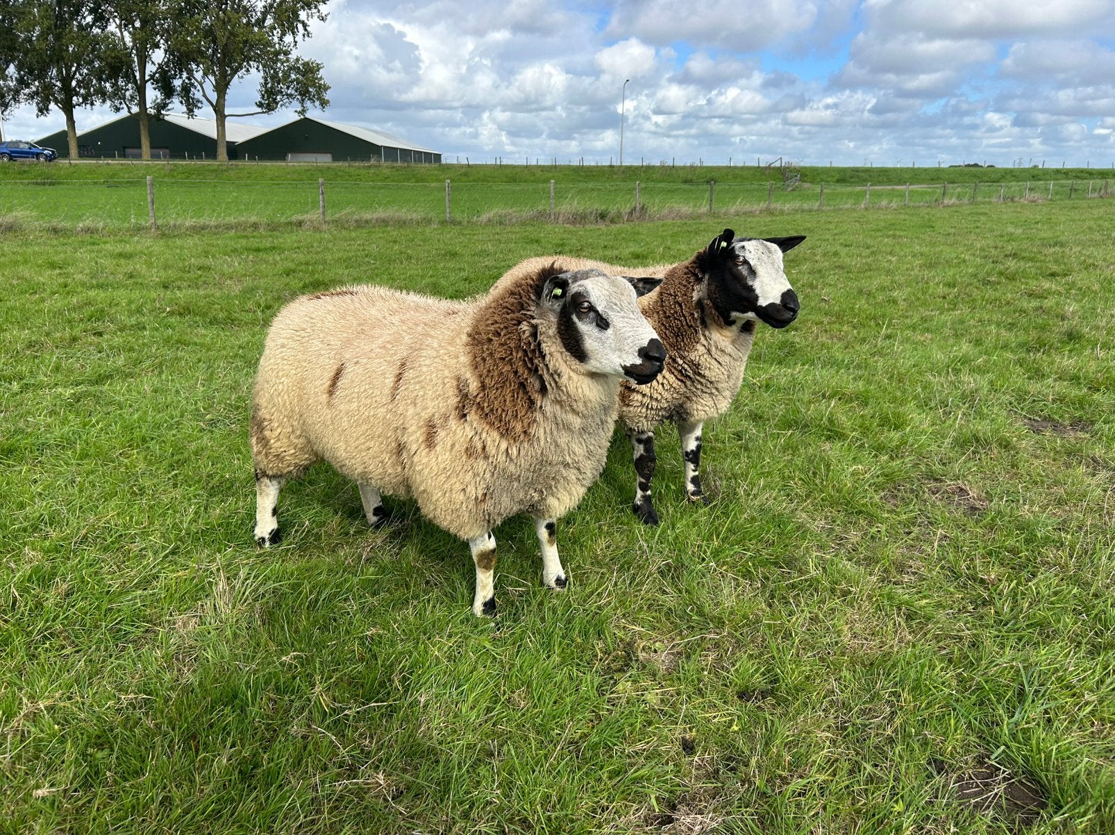 Bonte dekrammen scrapie en zwoegervrij, Dieren en Toebehoren, Mannelijk, Schaap, 0 tot 2 jaar