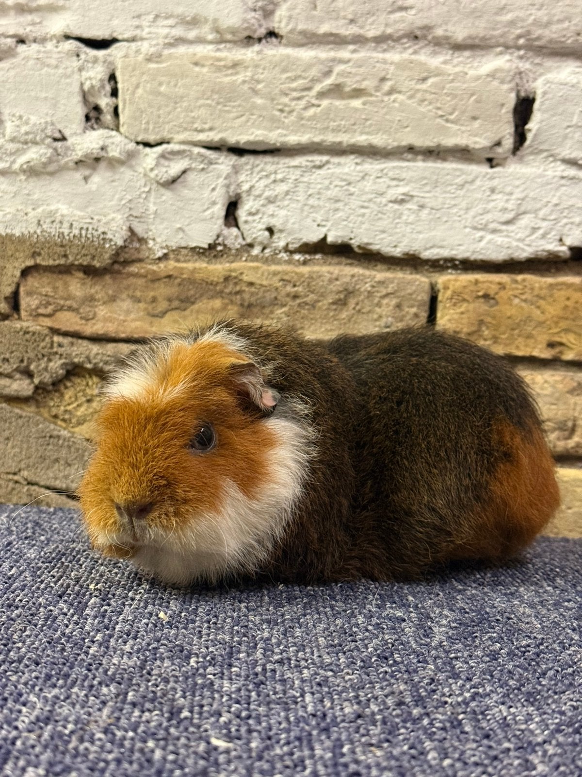 Nog enkele cavia zeugjes mogen verhuizen 🩷, Cavia, Vrouwelijk, Tam, September