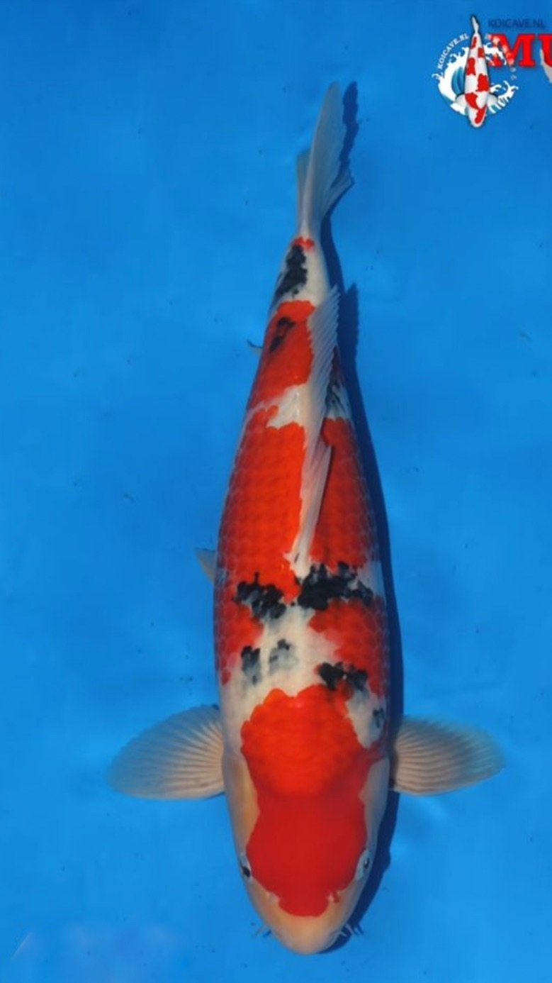 Hq Koi Vissen, Karper of Koi