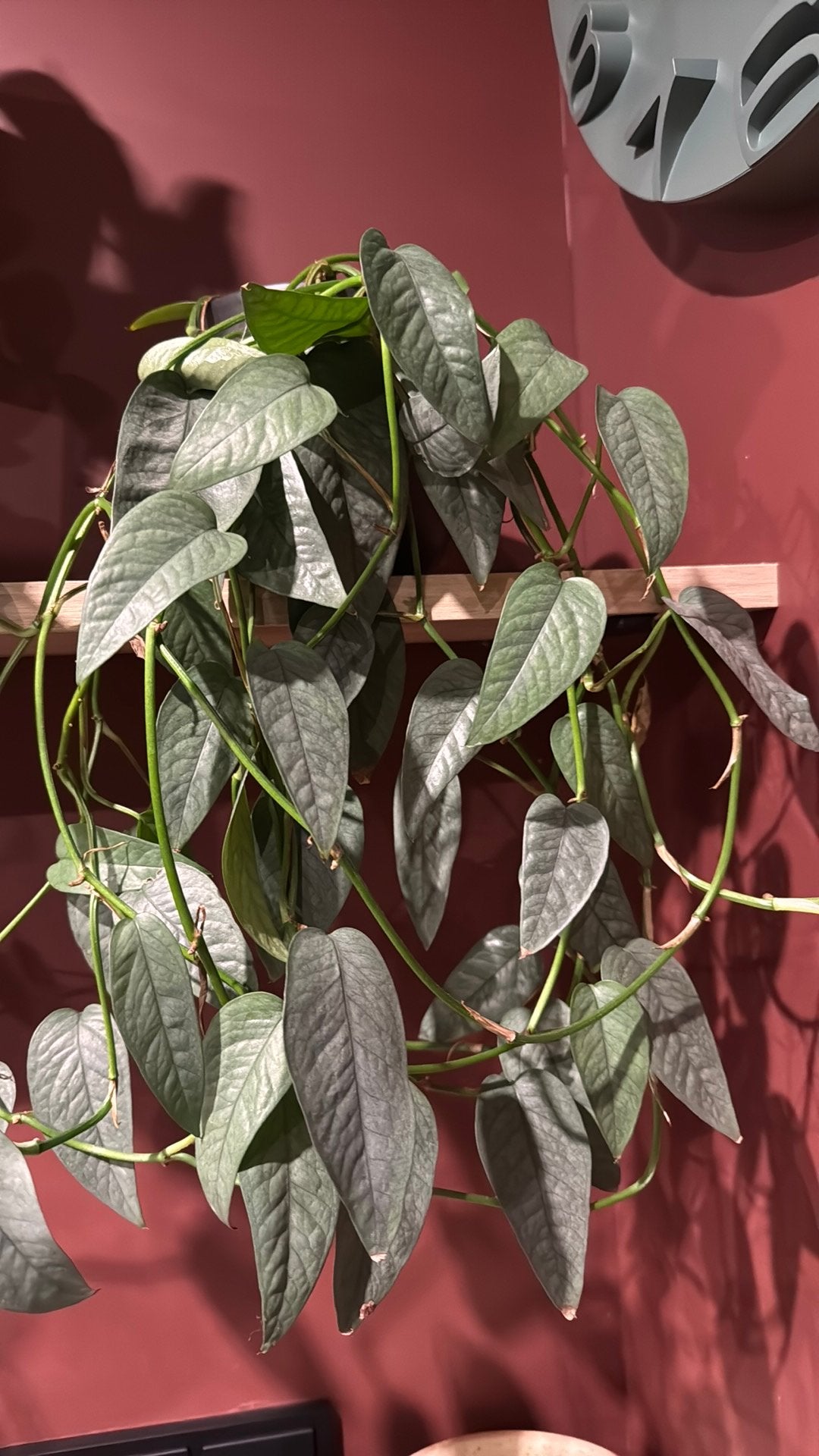 Epipremnum Cebu Blue, Ophalen of Verzenden, Halfschaduw, Minder dan 100 cm