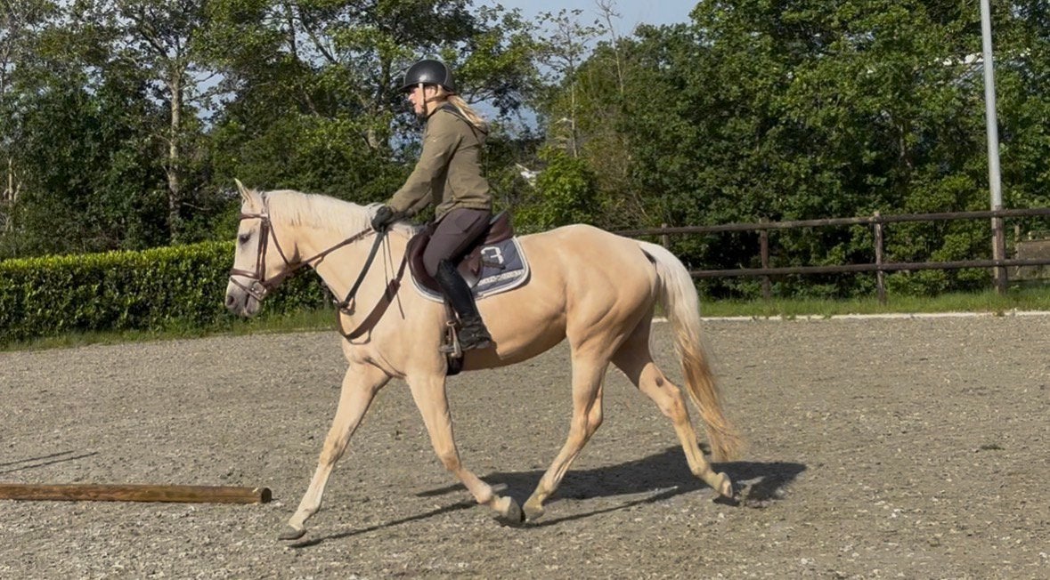 Verlaagd in prijs ivm gewenste verkoop vóór 1 juli, Dieren en Toebehoren, Paarden, Merrie, Met stamboom, Dressuurpaard, Zadelmak