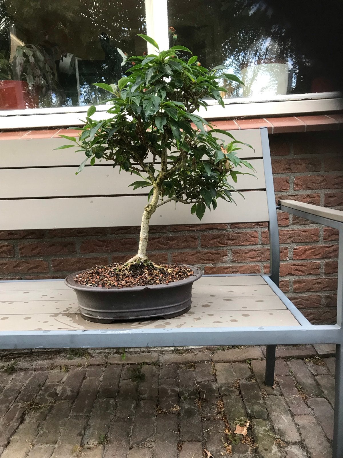 Mooie Bonsai forsythia, Vaste plant, Bloeit niet, Halfschaduw, Ophalen