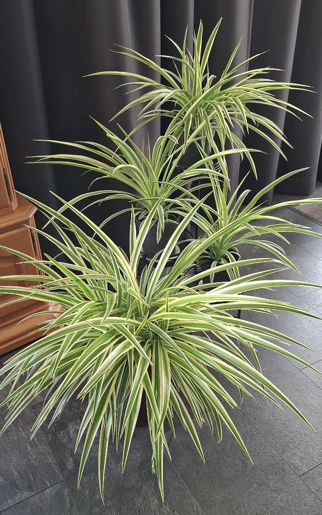 Varigatums of Graslelies, Huis en Inrichting, Kamerplanten, Ophalen, Overige soorten, Halfschaduw, In pot