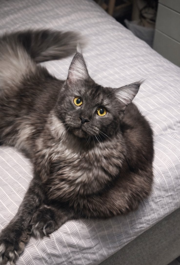 Black smoke maincoon, Poes