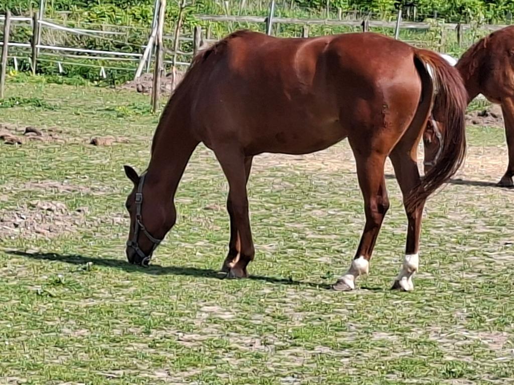 Mooie 3-jarige KWPN-merrie, Merrie, Met stamboom, Dressuurpaard, 3 tot 6 jaar