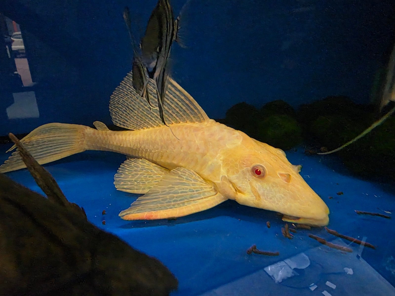 Albino gibbiceps, Dieren en Toebehoren, Vissen | Aquariumvissen, Vis
