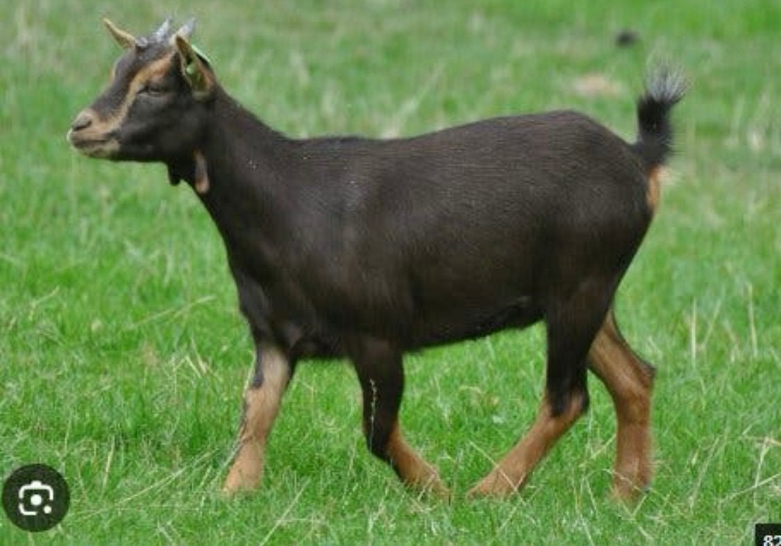 Gezocht black and tan geit vrouwtje, Dieren en Toebehoren, Schapen, Geiten en Varkens, Vrouwelijk, Geit