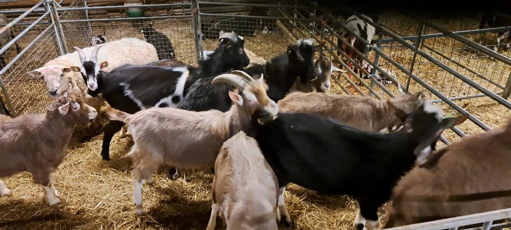 meerdere 1 jarige bokken te koop cae en cl vrij, Dieren en Toebehoren, Mannelijk, Geit, 0 tot 2 jaar