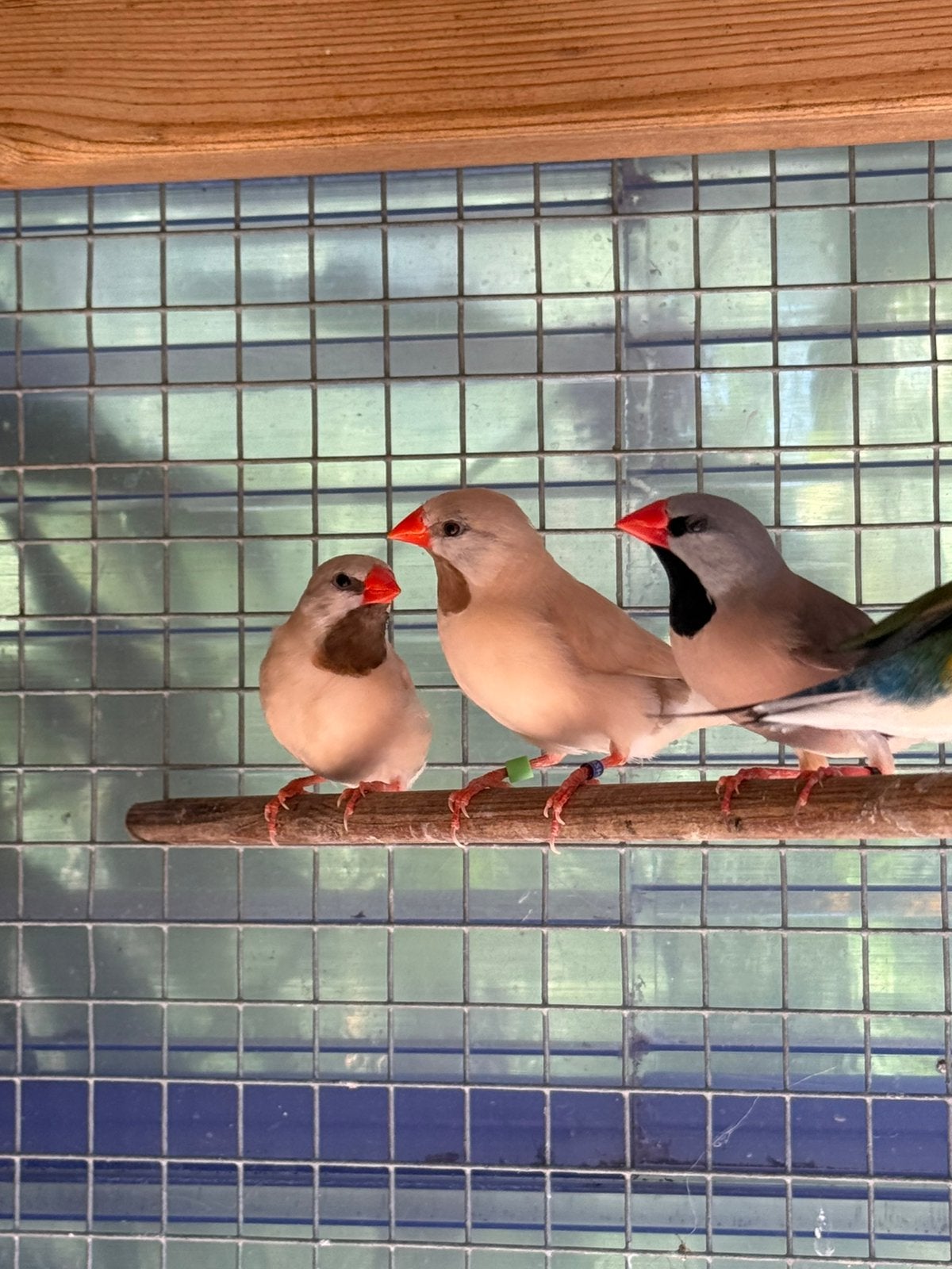 Spitstaart ammadines, Dieren en Toebehoren, Meerdere dieren