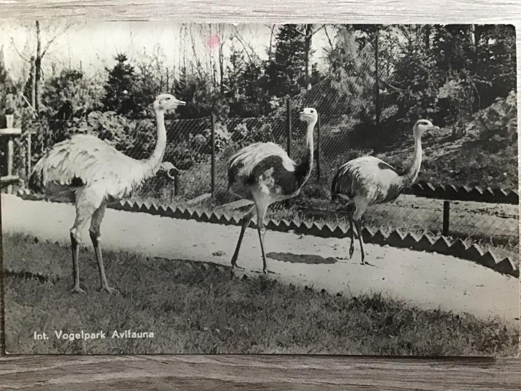 Alphen aan de Rijn Avifauna 1950, Verzenden, 1940 tot 1960, Gelopen, Zuid-Holland