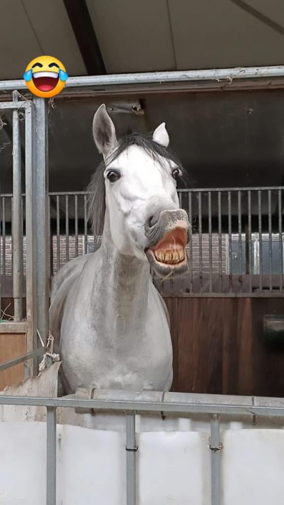 Gezocht stuk weiland voor 2 paarden Veenhuizen