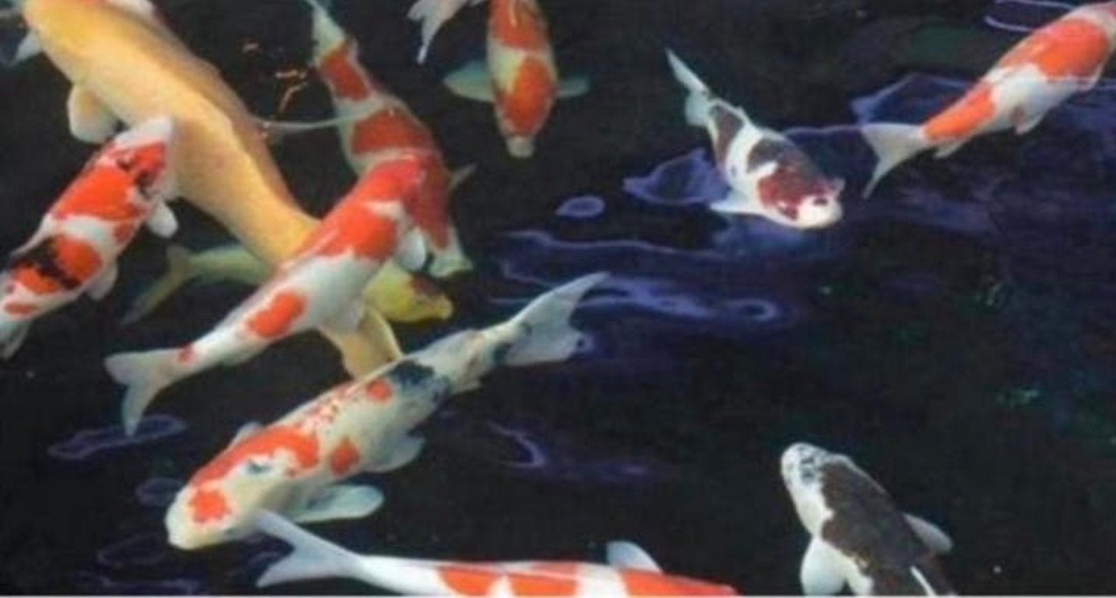 Vijvervissen te koop gevraagd, Koi en steur, Karper of Koi