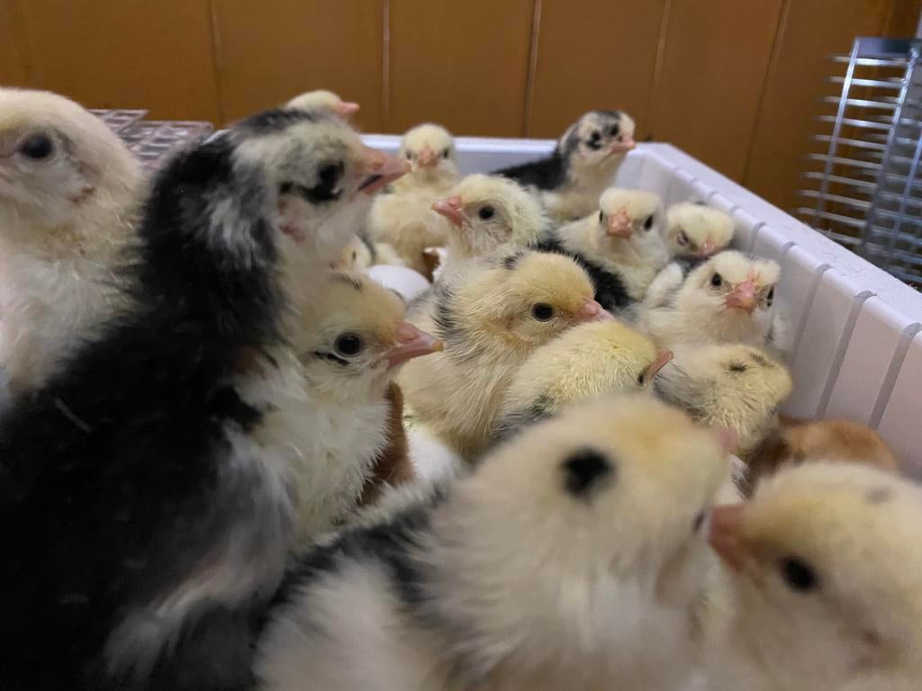 Bonte Leghorn kuikens, Geslacht onbekend, Kip