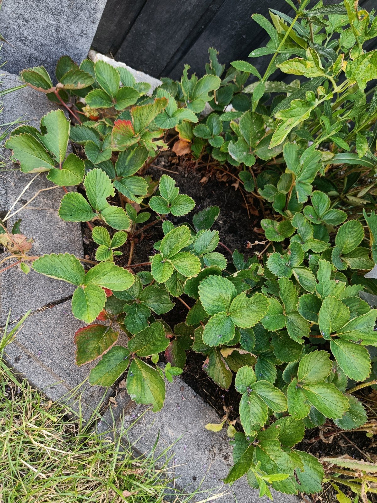 Aardbeien plantjes, Tuin en Terras, Planten | Tuinplanten, Ophalen, Vaste plant, Fruitplanten