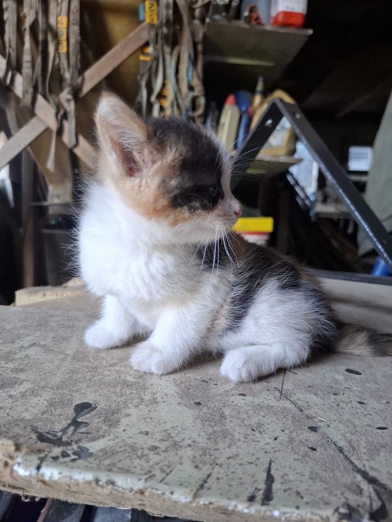 Boerderij poesjes, Dieren en Toebehoren, Poes