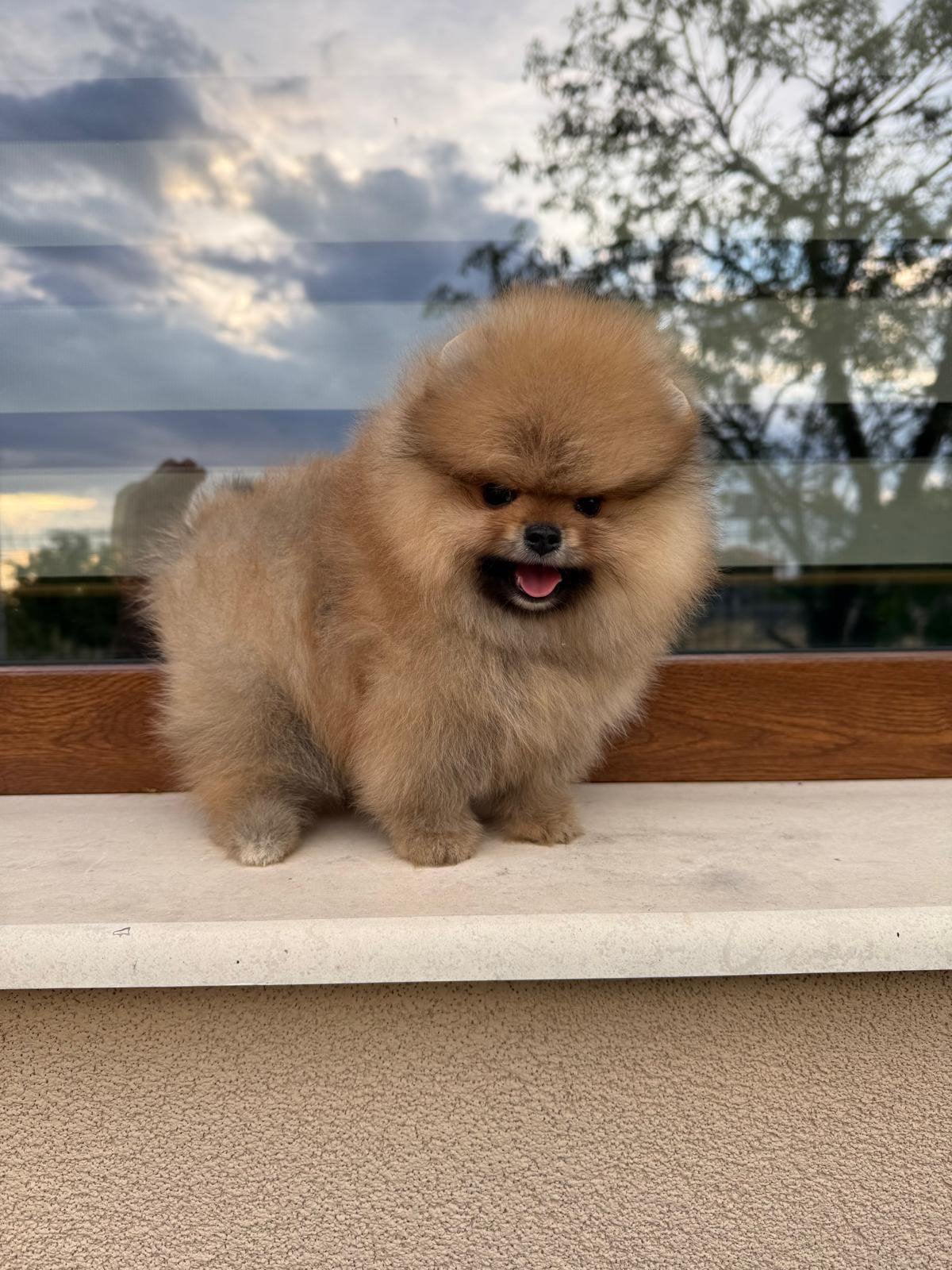 Pomeriaan pup, Dieren en Toebehoren, Honden | Chihuahua's en Gezelschapshonden, Overige rassen, 8 tot 15 weken, Buitenland, Teef