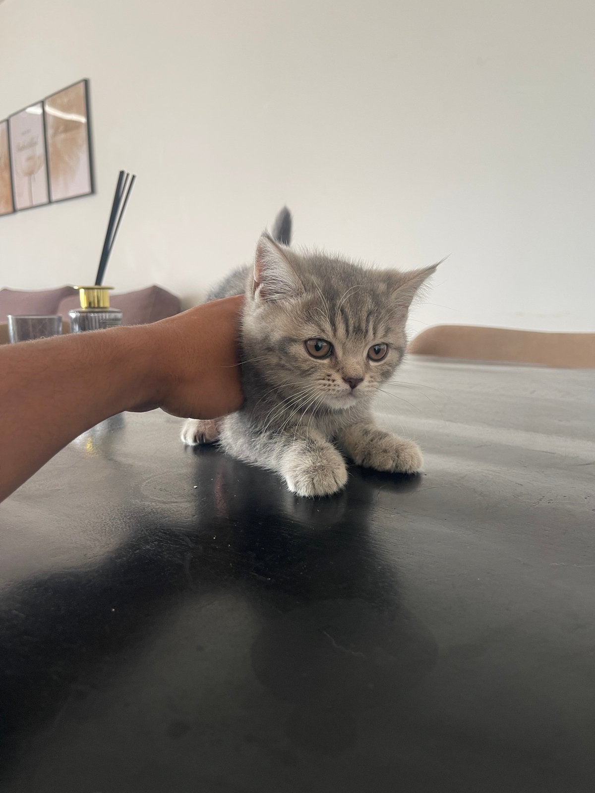 British shorthair, Dieren en Toebehoren, Katten en Kittens | Overige Katten, Kater