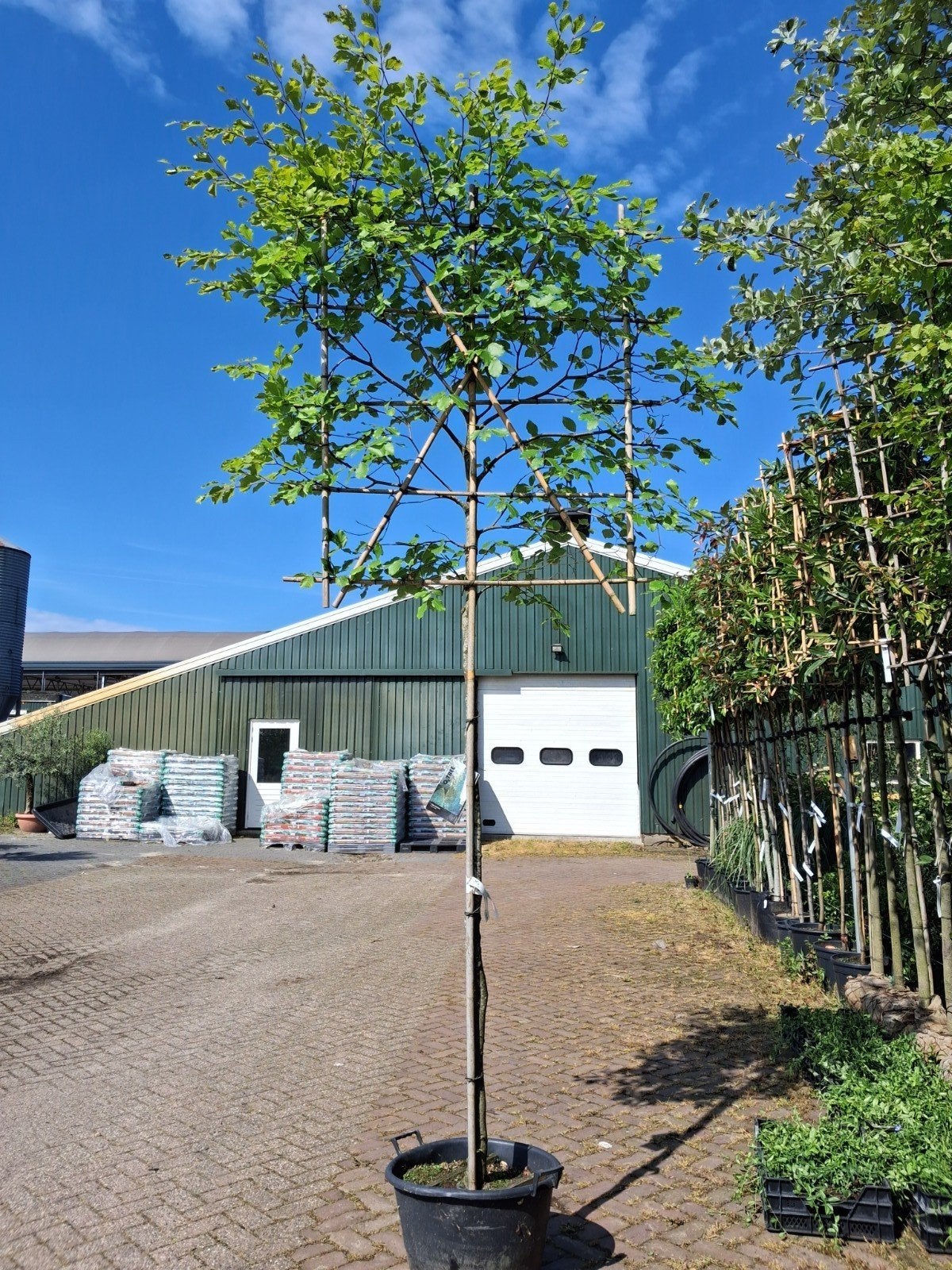 Fagus Sylvatica Leiboom - Beuken Leiboom, Leiboom, Ophalen of Verzenden, Lente, 250 tot 400 cm