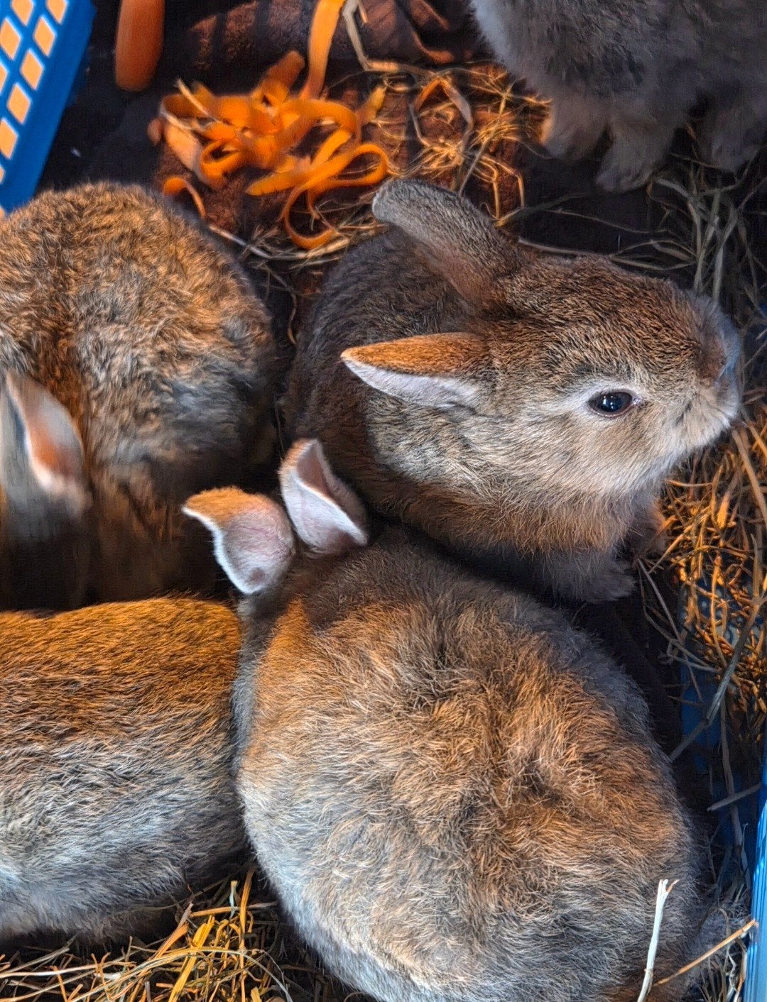 Baby Konijntjes Rammetje Dwergkonijn, Dieren en Toebehoren, Mannelijk, Dwerg, 0 tot 2 jaar