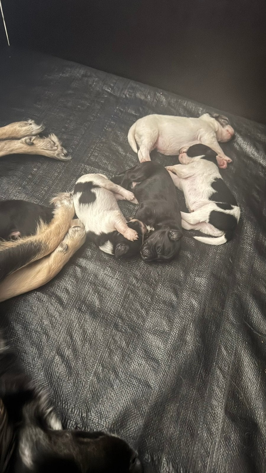 Mooie pups te koop, Dieren en Toebehoren, Honden | Niet-rashonden, 8 tot 15 weken, Parvo, Meerdere, Meerdere dieren