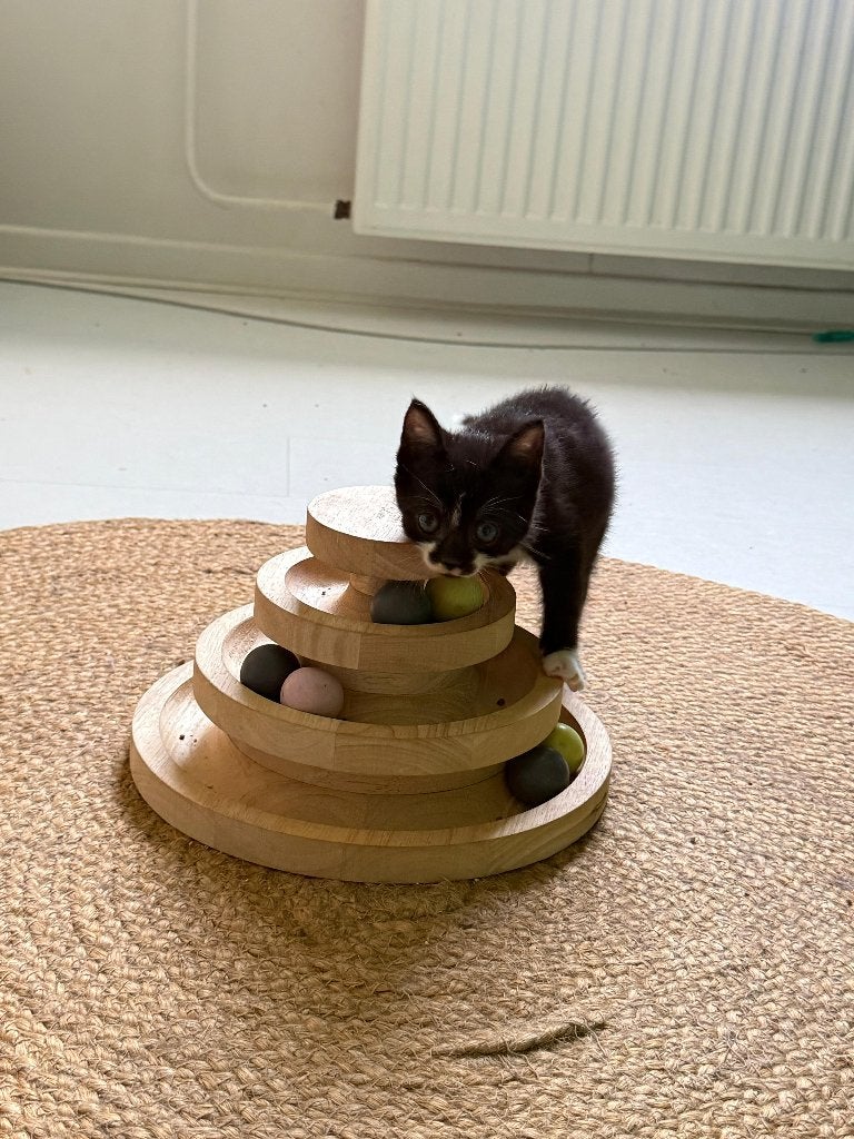Kittens te koop, Meerdere dieren, Ontwormd, 0 tot 2 jaar
