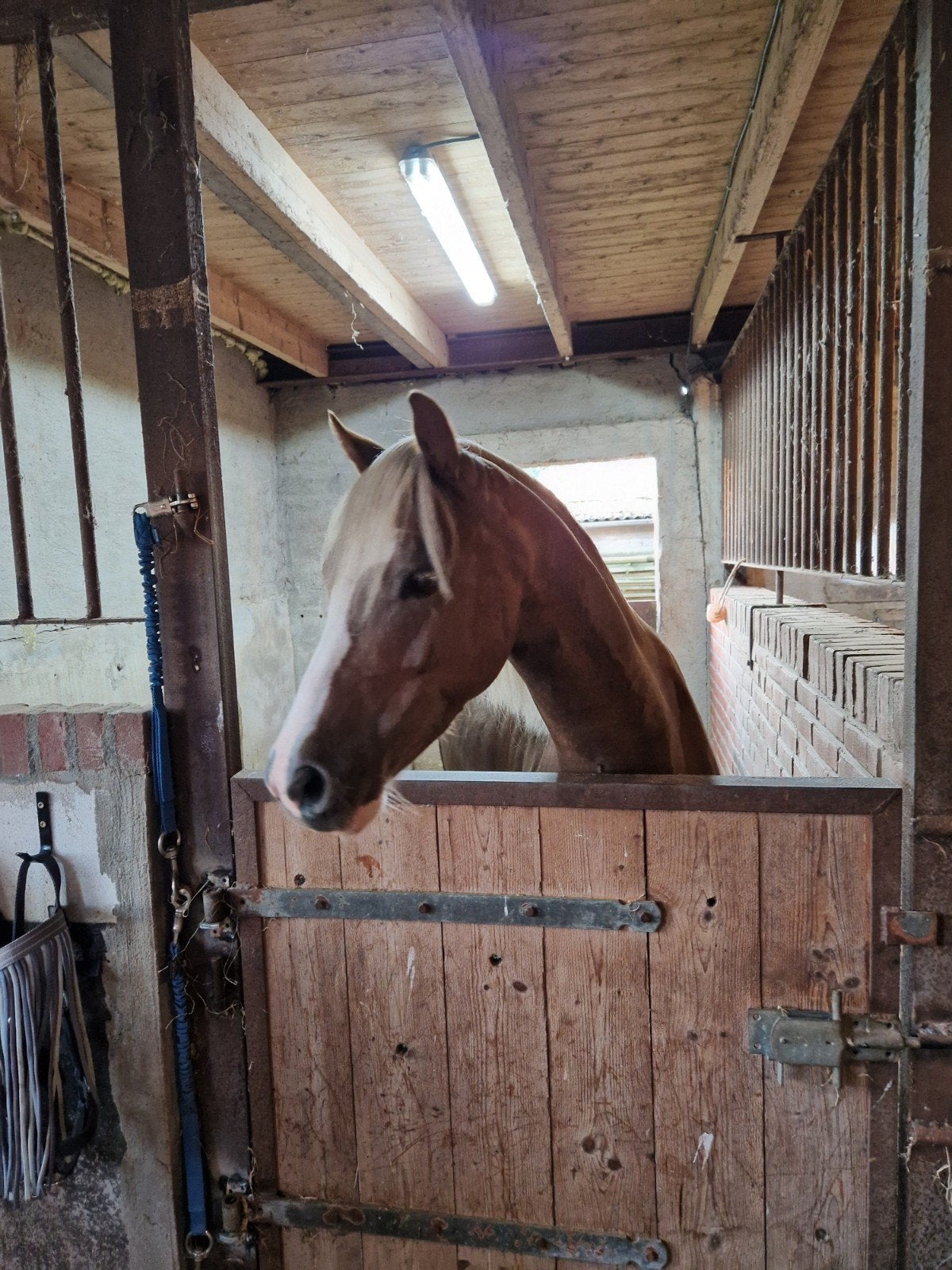 Lieve aanhankelijke C-pony 7 jaar oud, Met stamboom, Ruin, Springpony, Zadelmak