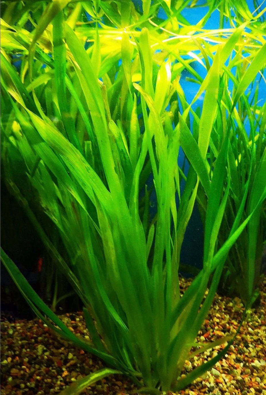 vallisneria spiralis (0,50)per stek, Ophalen, Zo goed als nieuw, Plant(en), Steen of Hout