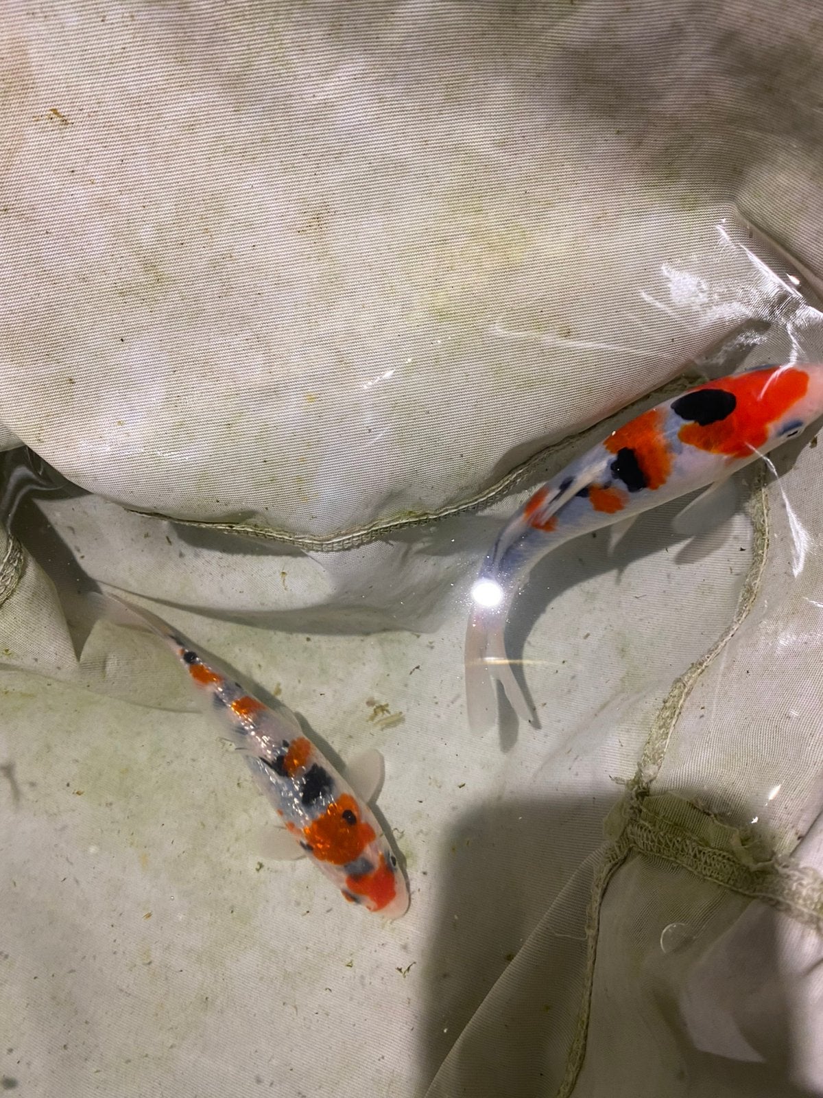 Baby koi 2026, Dieren en Toebehoren, Karper of Koi