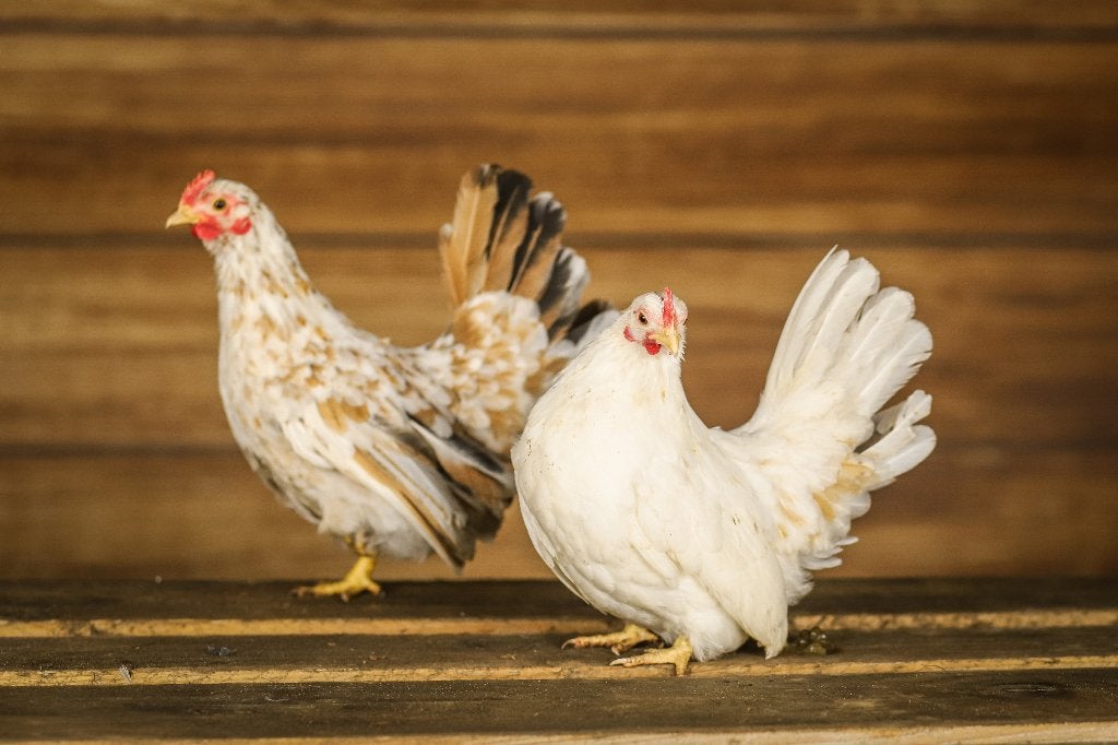 Serama | Lieve kip | Kippen | Deskundig advies, Vrouwelijk, Kip