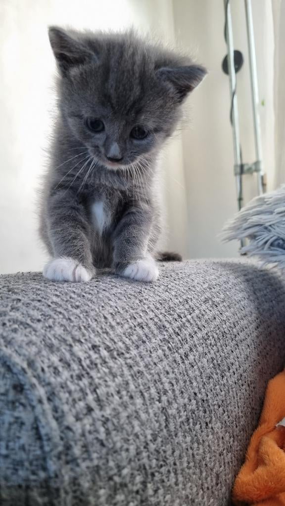 een vrouwelijke kat, Dieren en Toebehoren, Katten en Kittens | Overige Katten, Poes