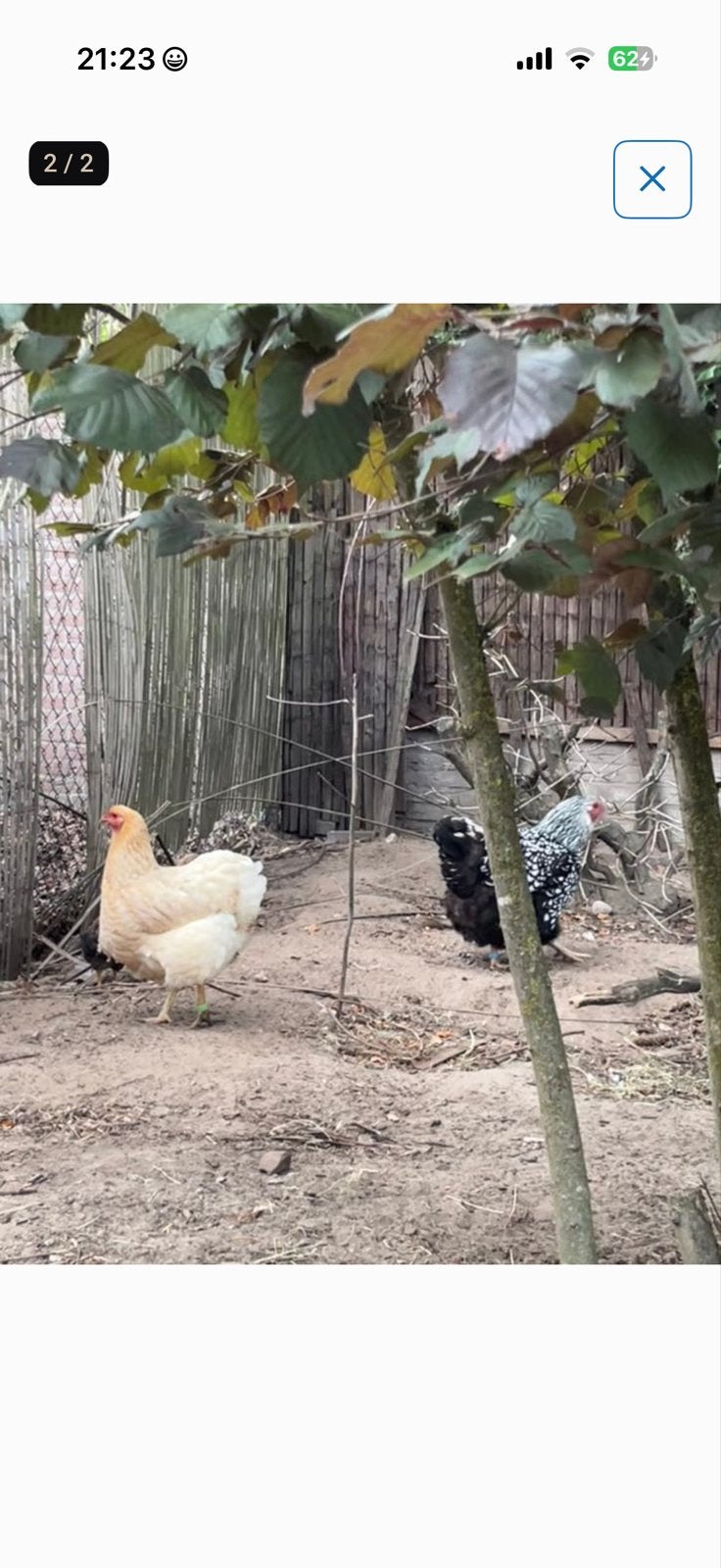 Hennen wyandotte, Dieren en Toebehoren, Vrouwelijk, Kip