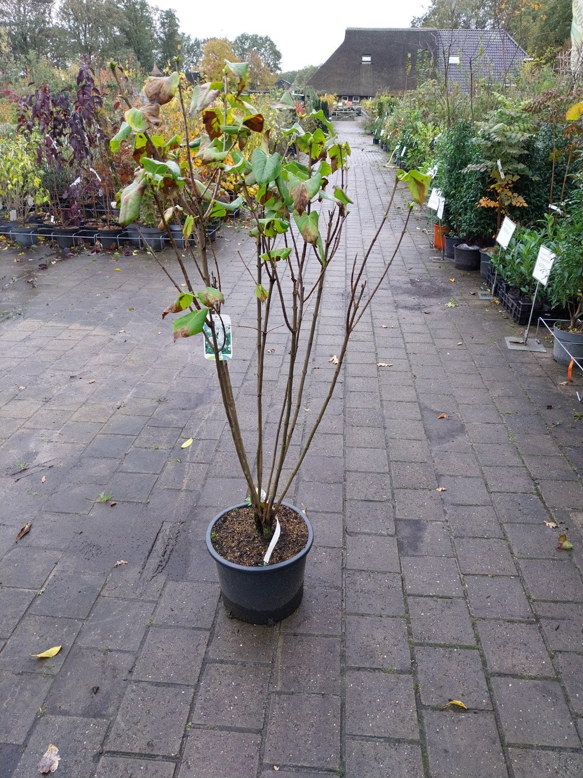 Witte Seringen Struik - 125 cm hoog, Ophalen, Overige soorten, Struik, 100 tot 250 cm