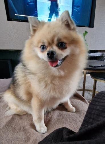 Met pijn in mijn hart zoeken wij een nieuw thuis, Overige rassen, Teef, Parvo, Eén hond