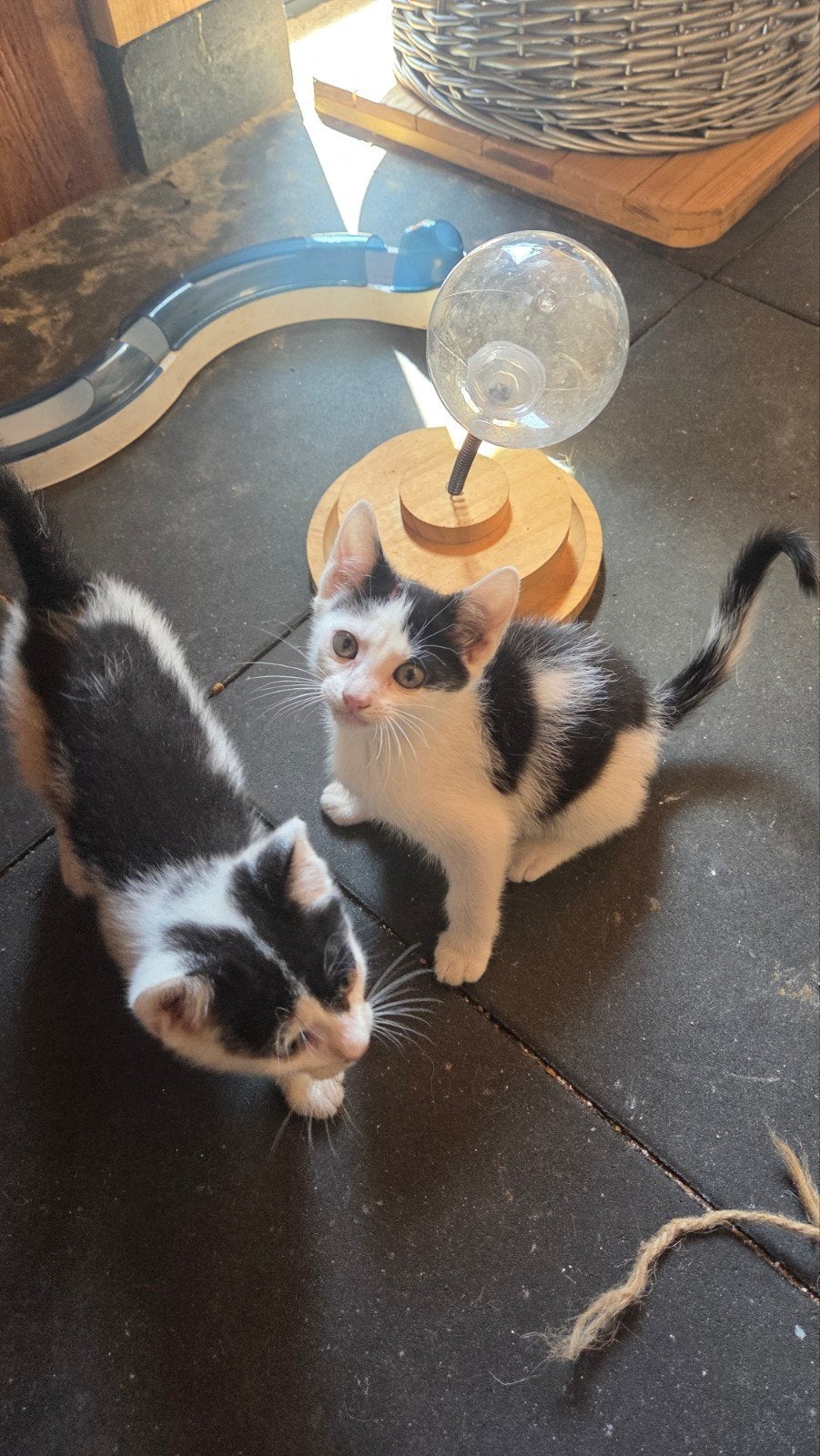 4 rescue Kittens ter adoptie, Meerdere dieren, 0 tot 2 jaar